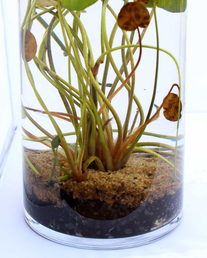 The Planthunter – Make an Indoor Water Garden!